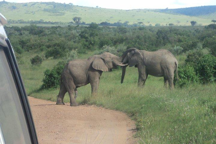 3-Day Safari Trip to Masai Mara National Reserve from Nairobi