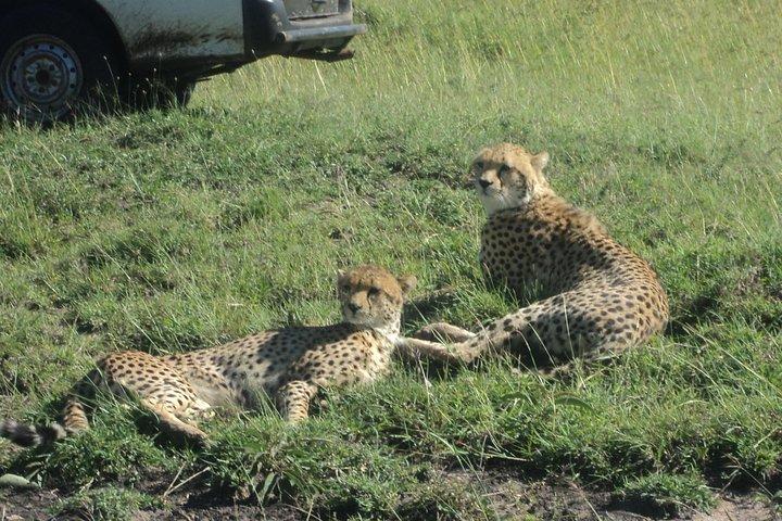 3-Day Safari Trip to Masai Mara National Reserve from Nairobi