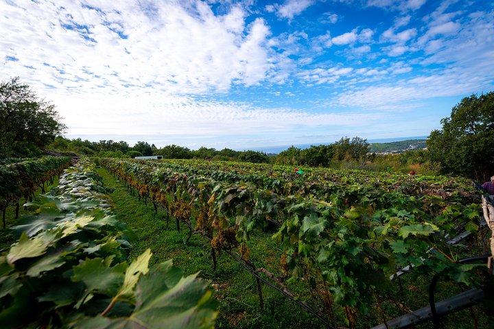 Olive farm & village