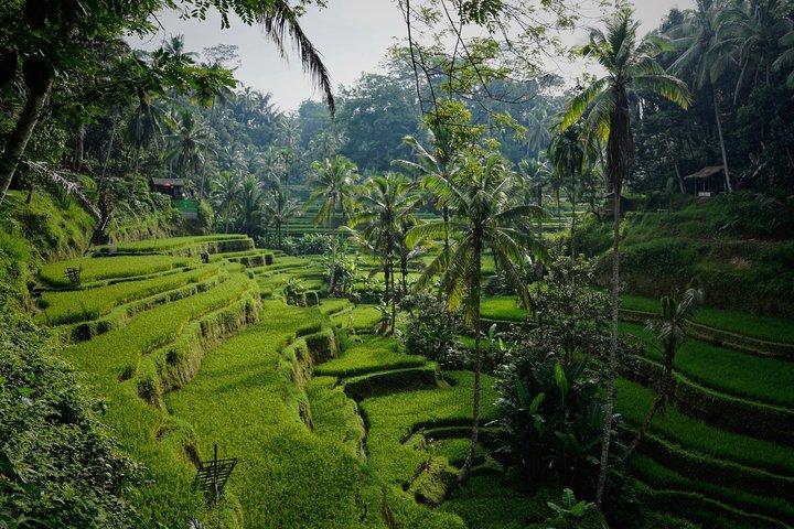 Bali Waterfalls Tours
