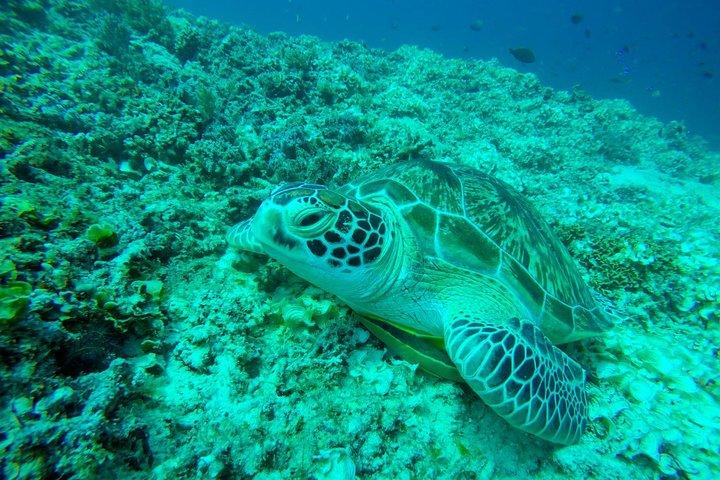 From Gili Trawangan & Gili Air Snorkeling Trip Sharing & Private