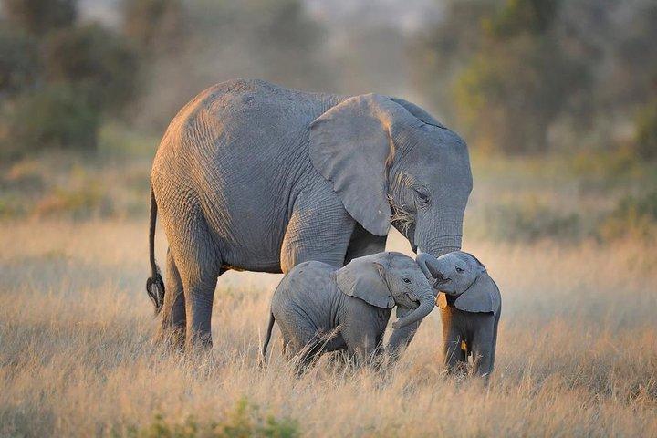 Private 13 Days Best of Kenya Wildlife Safari Trail