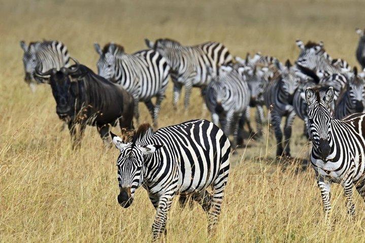 3 days Maasai Mara private safari at Sopa Lodge from Nairobi