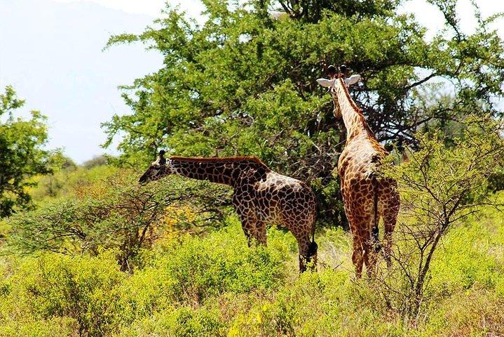 5 Days Amboseli, Tsavo West and Tsavo East National Park Safari