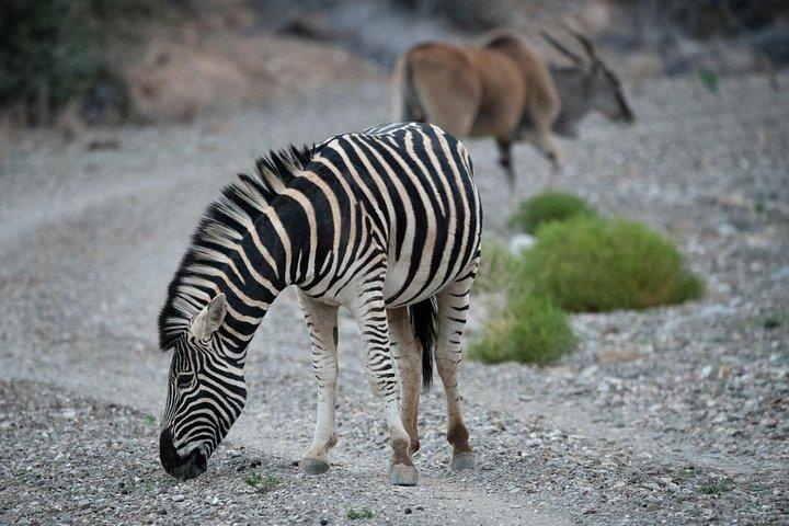 4 Days Masai Mara and Lake Nakuru
