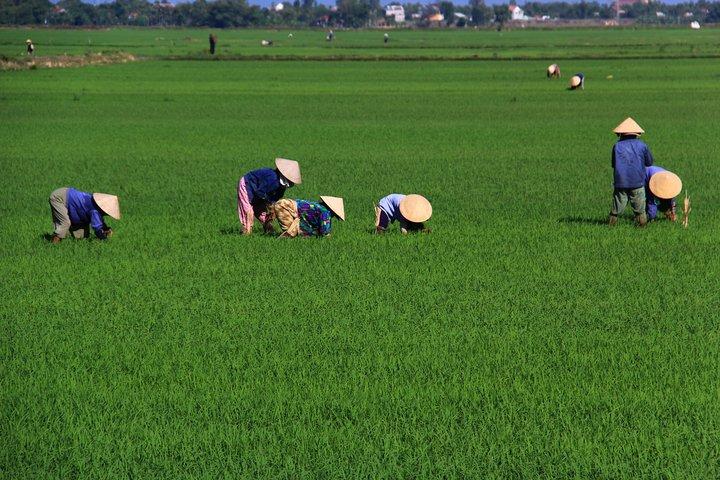 Timeless Full Day Rural Vietnam and Hanoi Heritage Tour