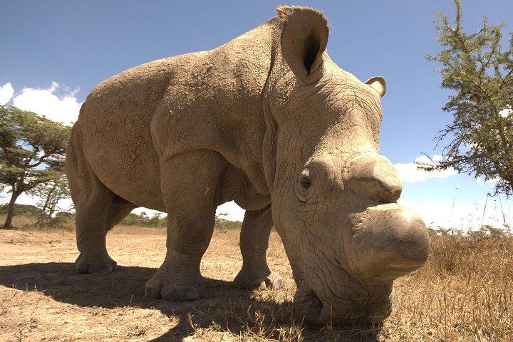 Full-Day Ol Pejeta Conservancy and Chimpanzee Sanctuary Tour from Nairobi
