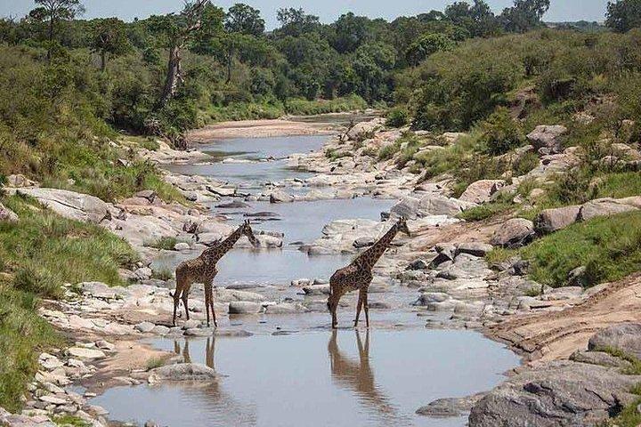 3 day Mara private Lodge safari ,Keekorok or similar from Nairobi