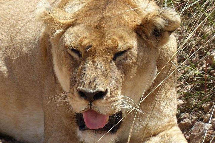 3 day Mara private Lodge safari ,Keekorok or similar from Nairobi