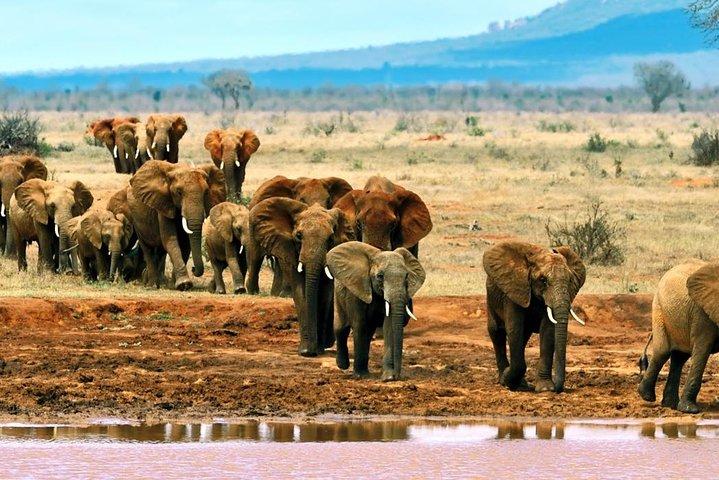 5 Days Amboseli, Tsavo West and Tsavo East National Park Safari