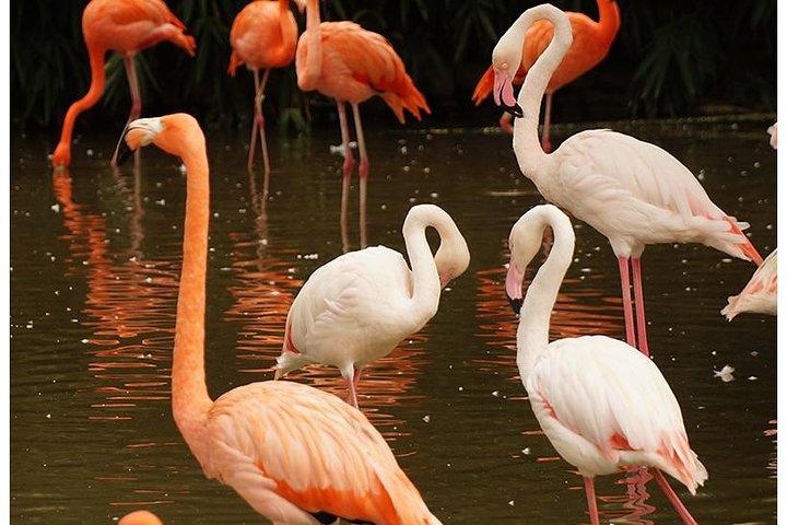 7 Days Kenya Tented Camp Wildlife Safari