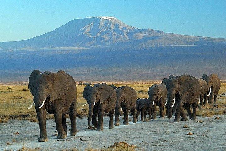 3 Days Amboseli National Park Safari in Kenya