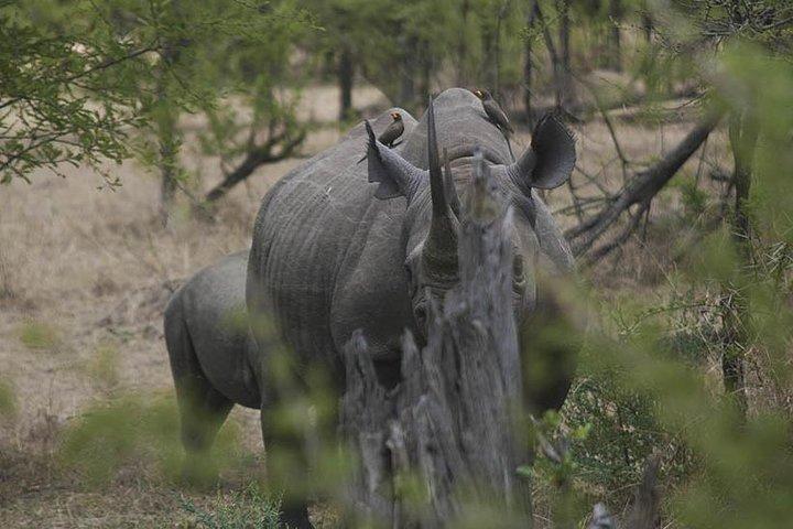 3-Day Taste of Tanzania Safari (Tarangire National park and Ngorongoro Crater)