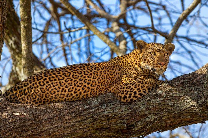 3-Day Taste of Tanzania Safari (Tarangire National park and Ngorongoro Crater)