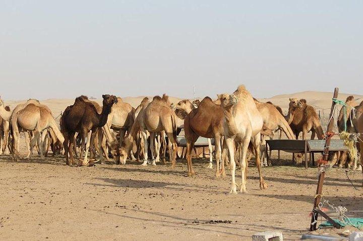 Private Liwa Full Day Desert Safari Tour with Lunch From Abu Dhabi