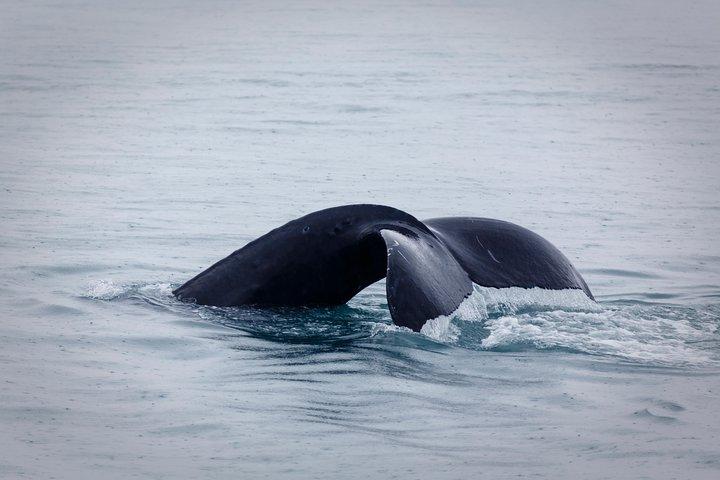 Whale and Dolphin Watching Tour at Terceira Island