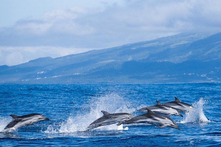 Whale and Dolphin Watching Tour at Terceira Island