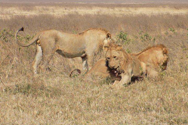 Private 4 Days Wildlife Safari at Tanzania