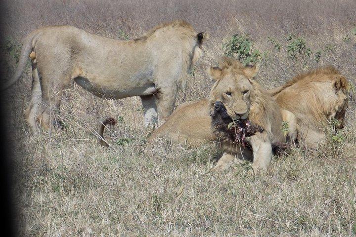 Private 4 Days Wildlife Safari at Tanzania