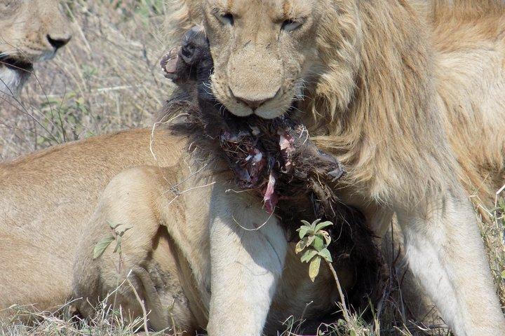 Private 4 Days Wildlife Safari at Tanzania