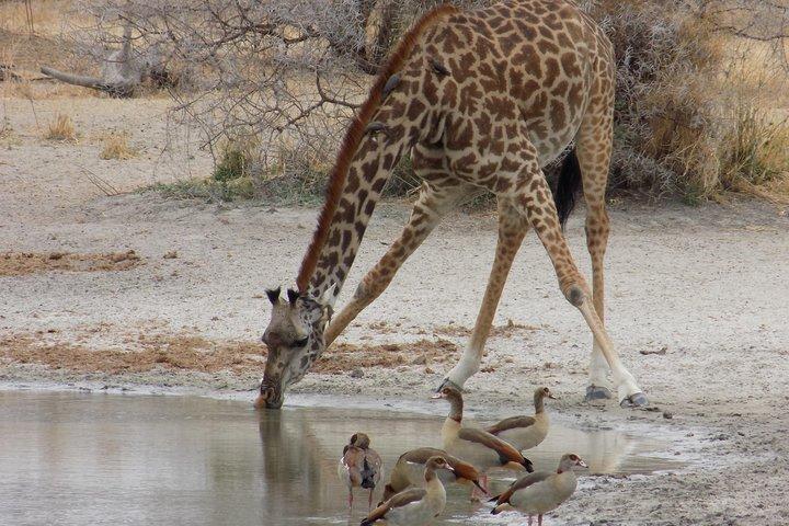 Private 4 Days Wildlife Safari at Tanzania