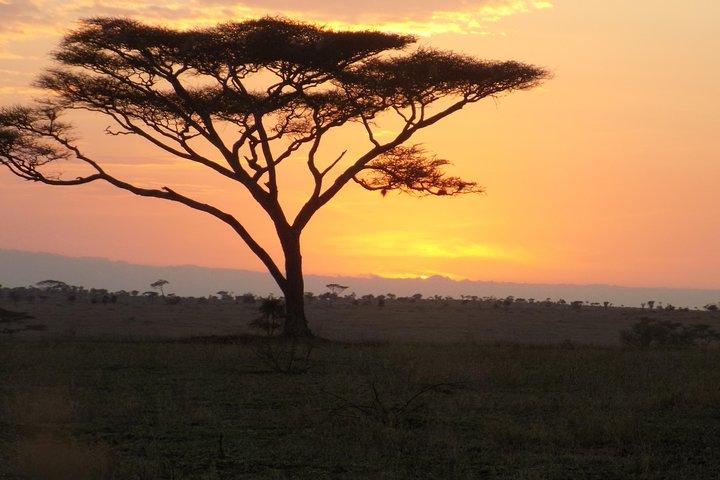 Private 4 Days Wildlife Safari at Tanzania