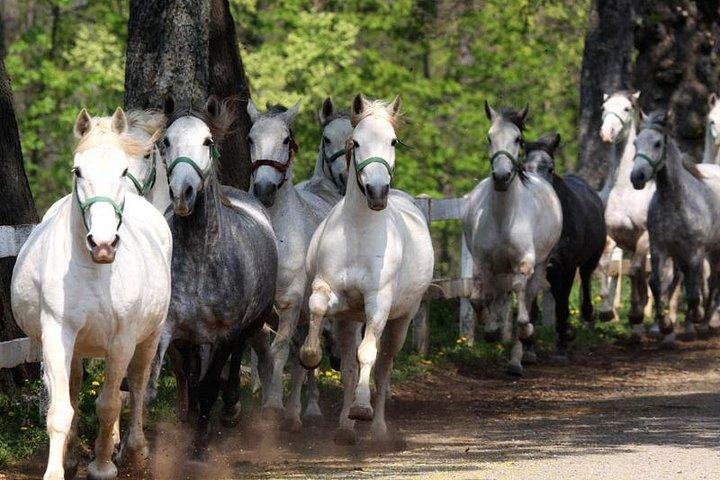 Lipica Stud Farm & Skocjan Caves - Small Group Tour from Trieste
