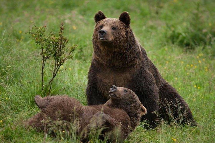 Bear Sanctuary & Rasnov Fortress - Private day tour from Bucharest