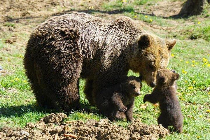 Bear Sanctuary & Rasnov Fortress - Private day tour from Bucharest
