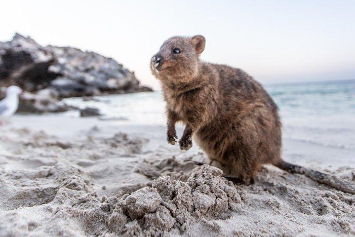 Perth to Rottnest Island Roundtrip Ferry Ticket