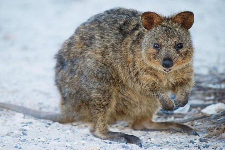 Rottnest Island Bayseeker Day Trip from Perth