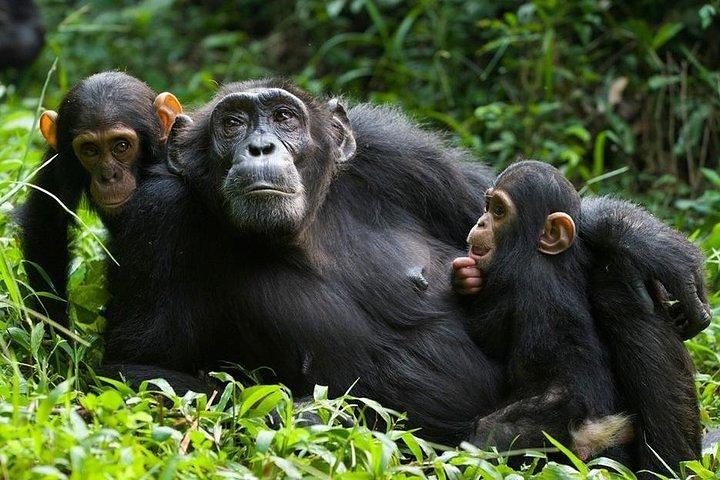1 Day Kibale National Park