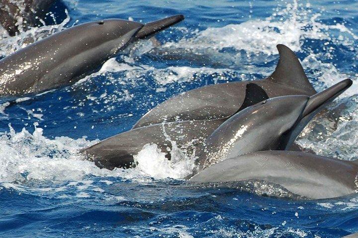 Whales and Dolphins Watching Mirissa