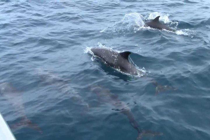 Whales and Dolphins Watching Mirissa