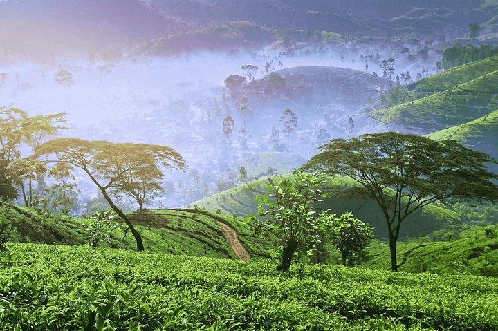 Kandy, Nuwara Eliya & Ella (3 Days) tour from Colombo/Negombo