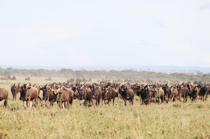 7-Day Premium Luxury Tanzania Safari All-Inclusive