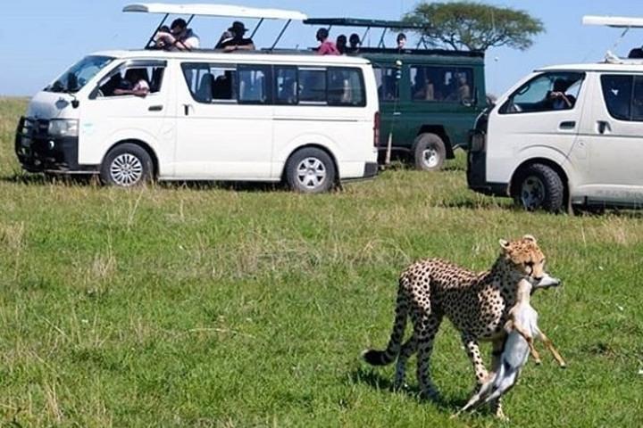 3 Days Maasai Mara Private Safari at Jambo/AA Lodge from Nairobi