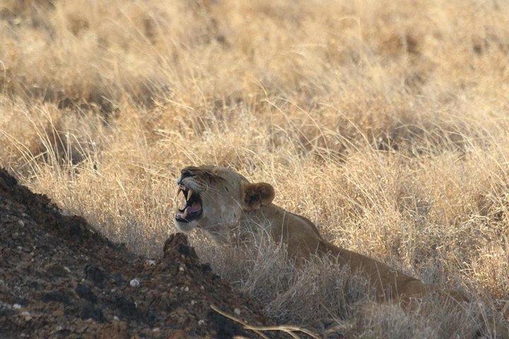 3 Days Kenya Safari in Amboseli National Park