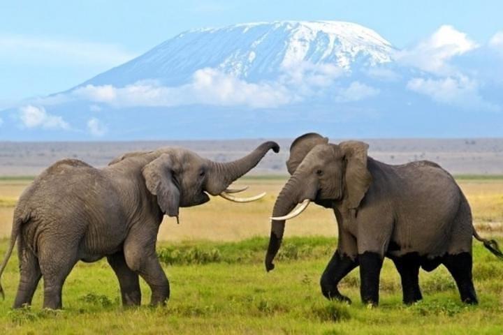 7 days safari to Amboseli, Naivasha, Lake Nakuru and Masai Mara National parks