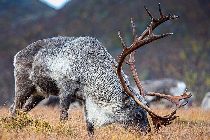 Arctic Nature Tour from Tromsø by minibus