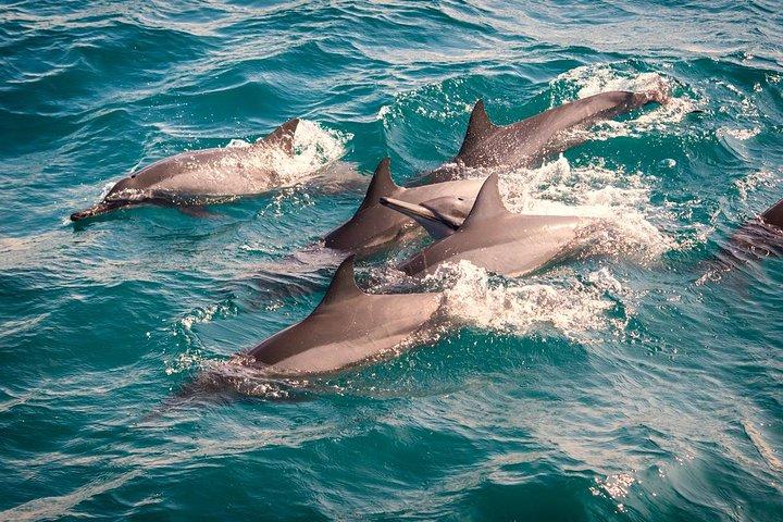 Whales & Dolphin Watching Day Tour including Handunugoda Teafactory
