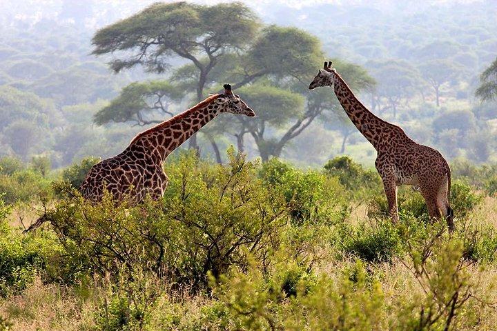 Day Tour Safari Arusha National Park