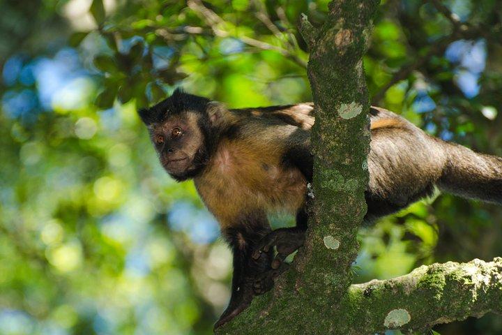 Jeep Tour to Tijuca Forest in Rio de Janeiro