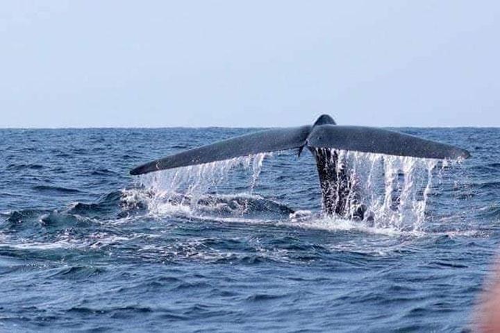 Whales & Dolphin Watching Day Tour including Handunugoda Teafactory