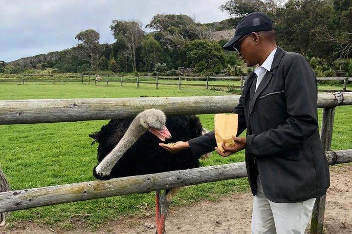 Table Mountain, penguin and Cape of good hope Fees included