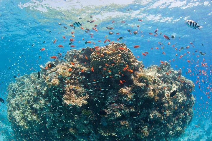 Day Tour to Red sea in Ein El Sokhna from Cairo