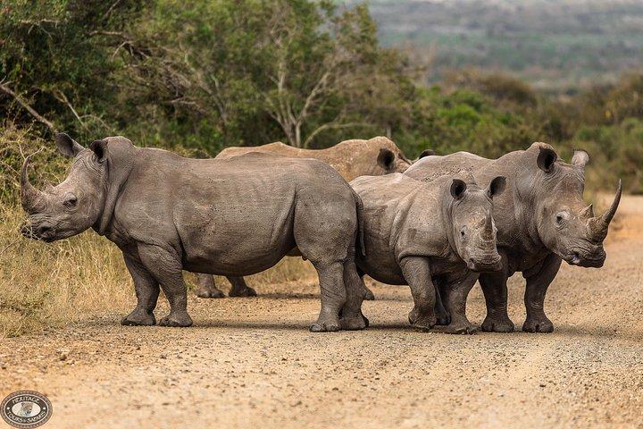 Hluhluwe-Imfolozi Park Full Day Big 5 Safari Tour