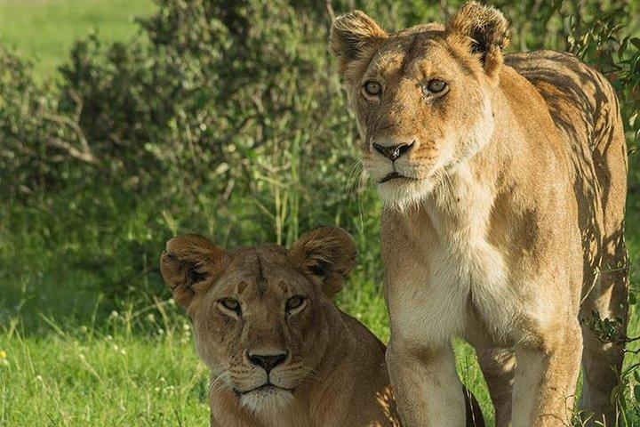 7 Day Budget Safari in Kenya