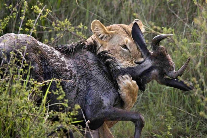 7 Days Exceptional Kenya and Tanzania Safari