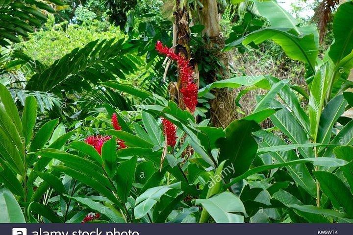 Private Combo Tour From Ocho Rios To Blue Hole and Konoko Falls
